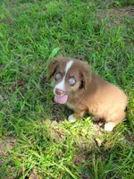 Ruby, a female Miniature Australian Shepherd for sale in Konawa, OK – 1 of 1