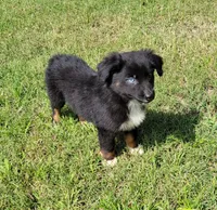 Huck, a male Miniature Australian Shepherd for sale in Konawa, OK – Photo 1 of 2