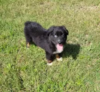 Huck, a male Miniature Australian Shepherd for sale in Konawa, OK – Photo 2 of 2