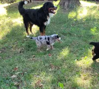 Millie, a female Bernese Mountain Dog and Miniature Australian Shepherd for sale in Konawa, OK – 2 of 4