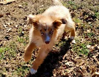 Cheer, a female Miniature Australian Shepherd for sale in Konawa, OK – Photo 2 of 8