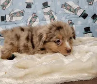 Cheer, a female Miniature Australian Shepherd for sale in Konawa, OK – Photo 8 of 8