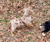 Cheer, a female Miniature Australian Shepherd for sale in Konawa, OK – Photo 5 of 8