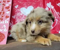 Cheer, a female Miniature Australian Shepherd for sale in Konawa, OK – Photo 6 of 8