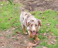 Cheer, a female Miniature Australian Shepherd for sale in Konawa, OK – Photo 1 of 8
