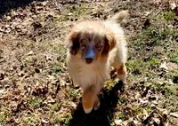 Cheer, a female Miniature Australian Shepherd for sale in Konawa, OK – Photo 3 of 8