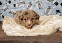 Cheer, a female Miniature Australian Shepherd for sale in Konawa, OK – Photo 7 of 8