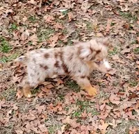 Cheer, a female Miniature Australian Shepherd for sale in Konawa, OK – Photo 4 of 8
