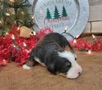 Captain, a male Bernese Mountain Dog for sale in Konawa, OK – Photo 4 of 4