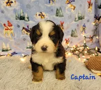 Captain, a male Bernese Mountain Dog for sale in Konawa, OK – Photo 1 of 4