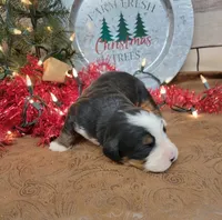 Captain, a male Bernese Mountain Dog for sale in Konawa, OK – Photo 3 of 4