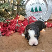 Captain, a male Bernese Mountain Dog for sale in Konawa, OK – Photo 2 of 4