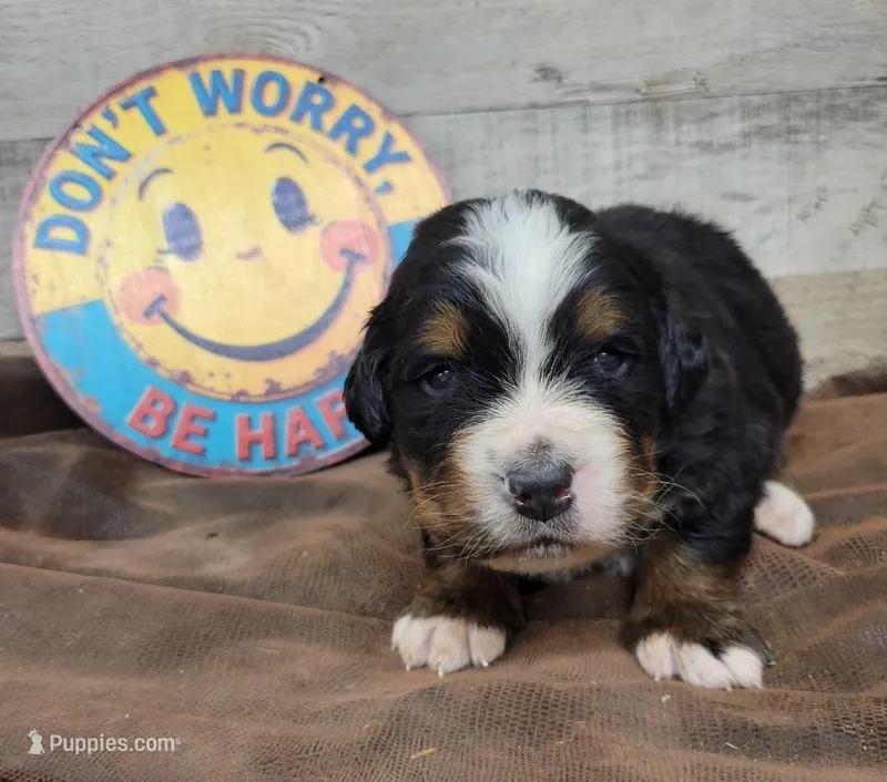 Bear – Bernese Mountain Dog puppy for sale in Konawa, OK