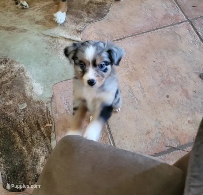 Ruthie – Miniature Australian Shepherd puppy for sale in Konawa, OK