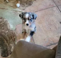 Ruthie, a female Miniature Australian Shepherd for sale in Konawa, OK – 1 of 1