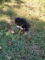 Maxi, a female Bernese Mountain Dog and Miniature Australian Shepherd for sale in Konawa, OK – 3 of 3