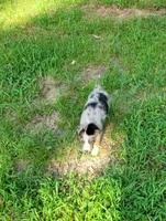 Walter, a male Miniature Australian Shepherd for sale in Konawa, OK – 2 of 4