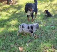 Millie, a female Bernese Mountain Dog and Miniature Australian Shepherd for sale in Konawa, OK – 4 of 4