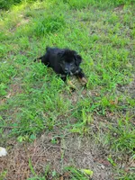 Hazel, a female Miniature Australian Shepherd for sale in Konawa, OK – 3 of 4