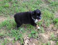 Delta, a female Toy Australian Shepherd for sale in Konawa, OK – Photo 2 of 2