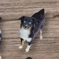 Delta, a female Toy Australian Shepherd for sale in Konawa, OK – Photo 1 of 2