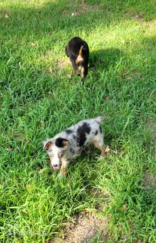 Walter – Miniature Australian Shepherd puppy for sale in Konawa, OK