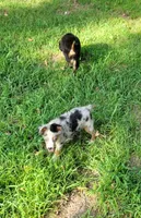 Walter, a male Miniature Australian Shepherd for sale in Konawa, OK – 1 of 4