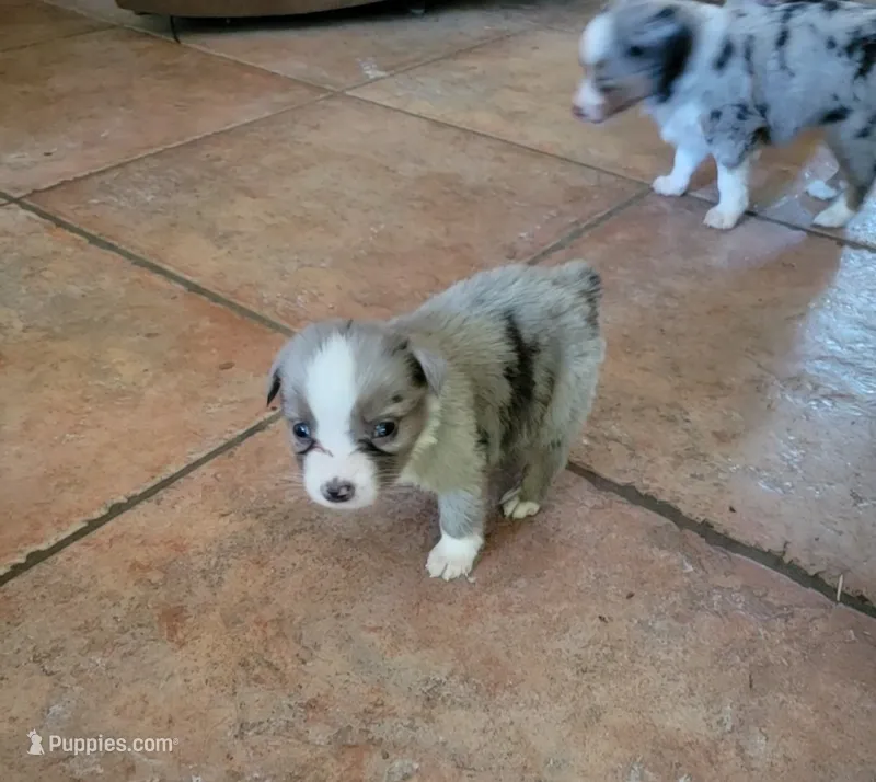Ollie, a male Miniature Australian Shepherd for sale in Konawa, OK – 1 of 1