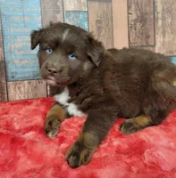 Whisky, a female Miniature Australian Shepherd for sale in Konawa, OK – Photo 1 of 2