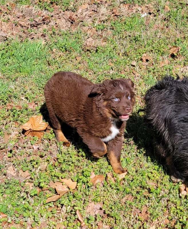 Whisky – Miniature Australian Shepherd puppy for sale in Konawa, OK