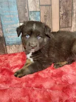 Whisky, a female Miniature Australian Shepherd for sale in Konawa, OK – Photo 2 of 2