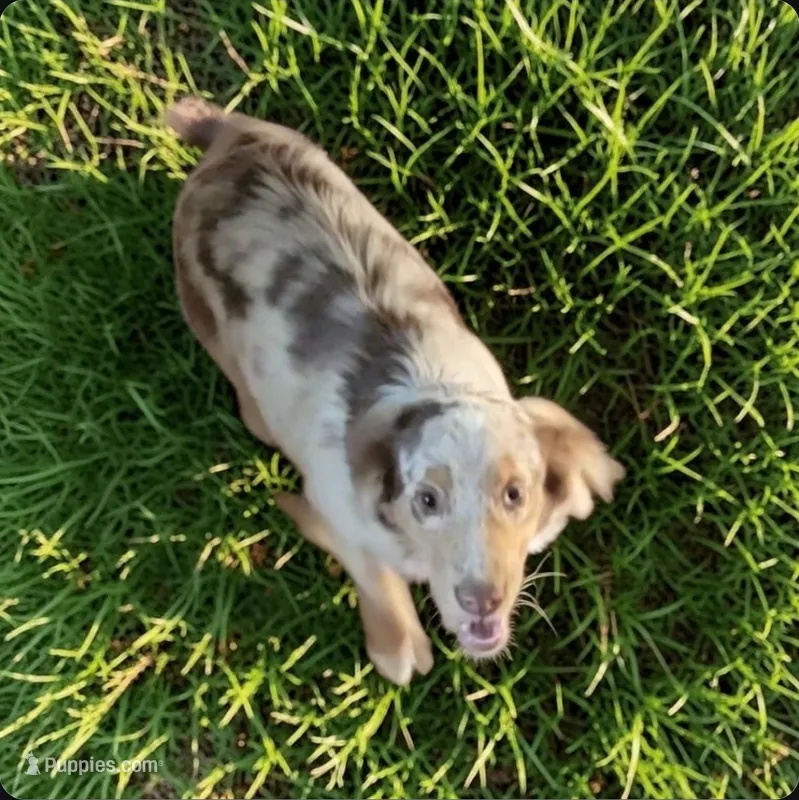 Copper – Miniature Australian Shepherd puppy for sale in Konawa, OK
