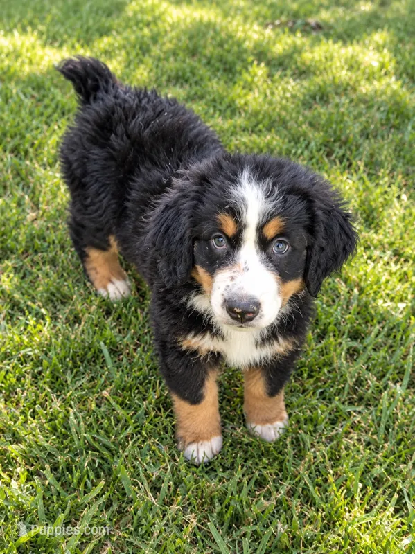 Ellie – Bernese Mountain Dog, Miniature Australian Shepherd puppy for sale in Konawa, OK