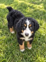 Ellie, a female Bernese Mountain Dog and Miniature Australian Shepherd for sale in Konawa, OK – 1 of 2