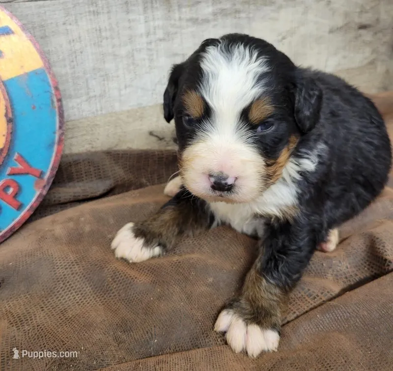 Blaze – Bernese Mountain Dog puppy for sale in Konawa, OK