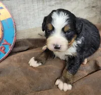 Blaze, a male Bernese Mountain Dog for sale in Konawa, OK – 1 of 1