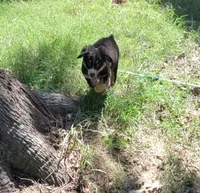 Maxi, a female Bernese Mountain Dog and Miniature Australian Shepherd for sale in Konawa, OK – 2 of 3