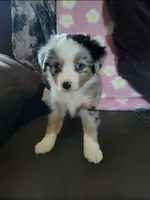 Walter, a male Miniature Australian Shepherd for sale in Konawa, OK – 1 of 1