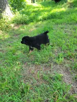 Hazel, a female Miniature Australian Shepherd for sale in Konawa, OK – 2 of 4