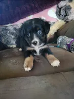Teddy, a male Miniature Australian Shepherd for sale in Konawa, OK – 1 of 1