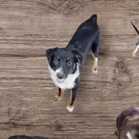 Rose, a female Miniature Australian Shepherd for sale in Konawa, OK – Photo 1 of 4