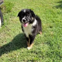 Rose, a female Miniature Australian Shepherd for sale in Konawa, OK – Photo 2 of 4