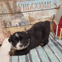 Rose, a female Miniature Australian Shepherd for sale in Konawa, OK – Photo 4 of 4