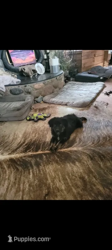 Hazel – Miniature Australian Shepherd puppy for sale in Konawa, OK