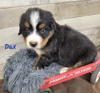 Dax, a male Bernese Mountain Dog for sale in Konawa, OK – Photo 3 of 3