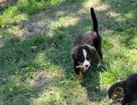 Dax, a male Bernese Mountain Dog for sale in Konawa, OK – Photo 1 of 3