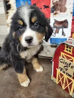 Dax, a male Bernese Mountain Dog for sale in Konawa, OK – Photo 2 of 3