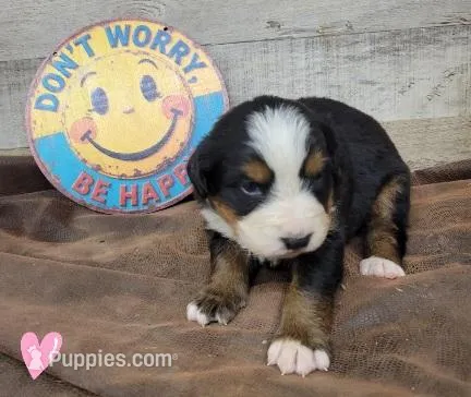 Junie – Bernese Mountain Dog puppy for sale in Konawa, OK