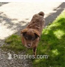 Levi – Miniature Australian Shepherd puppy for sale in Konawa, OK