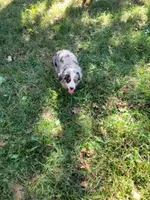 Millie, a female Bernese Mountain Dog and Miniature Australian Shepherd for sale in Konawa, OK – 3 of 4